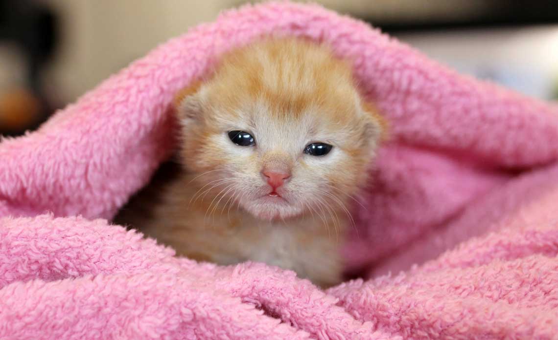How cute is this kitten?